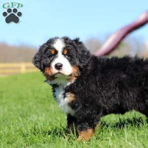 Crooked Jim, Bernese Mountain Dog Puppy